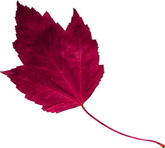 red leaf 1
