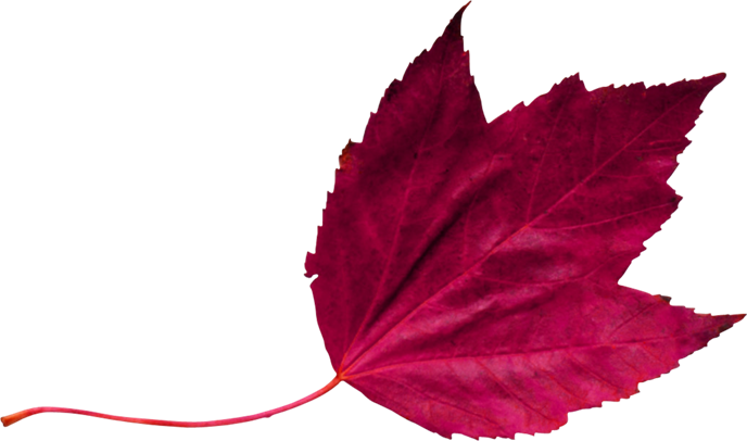 red leaf 2