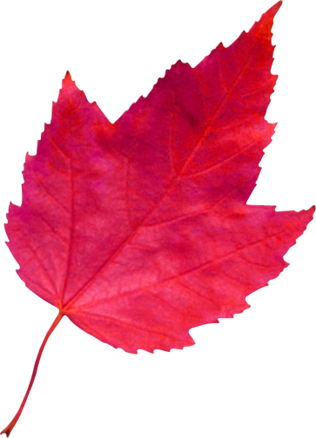 red leaf 4